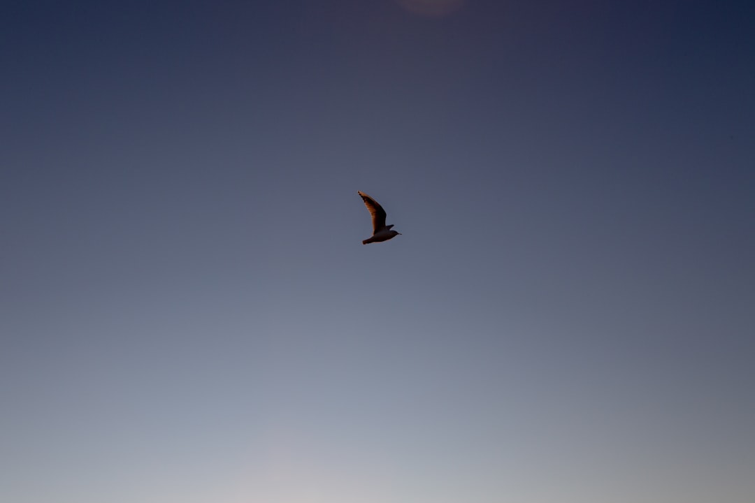 【無料 おすすめ】 ゆるキャン  の漫画を全巻無料で読めるか調査！マンガアプリの配信一覧 – 千葉テレビ （自動投稿・他サイトに飛びます）